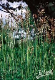 Image result for Briza