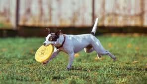 Combine shelves and drawers as you please, to match how you want to use the kitchen. Best Dog Parks In Austin On And Off Leash Dog Parks In Austin