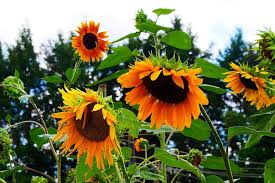 Adapun warna tersebut ialah perunggu, cokelat dan kuning. Bunga Raksasa Tahunan Bunga Matahari Berbunga Taman Helianthus Bunga Matahari Biasa Bunga Asli Piqsels