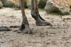 Image result for Tridactyle virginea