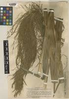 Image result for Phragmites karka