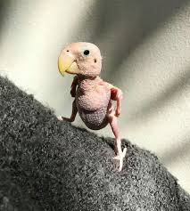Bird With No Feathers Pin By Jeanette Schroeder On Rhea Darling Little Bird With No Feathers Animals Beautiful Cute Animals Cute Birds