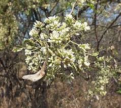 Image result for Dalbergia acutifoliolata
