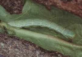 Image result for Mesotype parallelolineata