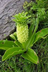 Image result for Eucomis autumnalis