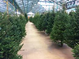 Guarantees to complete your services as proposed and in accordance with the current american national standards institute (ansi) standards. Home Fir The Holidays How To Choose And Care For Your Christmas Tree Better Chicago