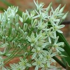 Image result for Ornithogalum seineri