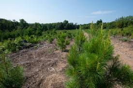 Current focus areas include forest health, restoring ecosystem function and service, scaling up ecosystem management, and watershed resilience. Forestland Management Office Department Of Ecosystem Science And Management