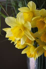 Narcissus The Flower That Takes Me Back To A Little Girl With Sun In Her Hair And The Sweet Memories Of My M Spring Flowers Beautiful Flowers Flowers Nature