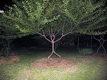 In botany, a tree is a perennial plant with an elongated stem, or trunk, supporting branches and leaves in most species. Tree Wikipedia