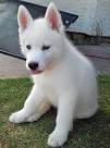 Siberian Husky Puppies For Sale - AKC PuppyFinder