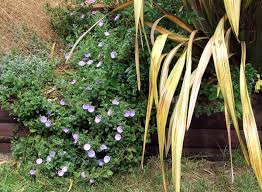Image result for Convolvulus