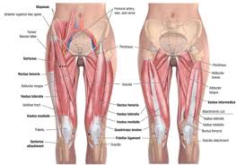 The tripod dumbbell row requires more core stability than other, more supported dumbbell row variations. Leg Training Where To Begin South Coast Power House