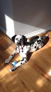 4 Month Old Dalmatian Disney Dalmatian Puppy Dalmatian Dog Cat