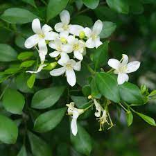 Browse pictures and read growth / cultivation information about murraya species, curry tree, curry leaf tree, curryleaf tree, sweet nim (murraya koenigii) supplied by member gardeners in the plantf. Murraya Paniculata Thai Jasmine Exoticplantsouq Indoor Plants Outdoor Plants Plant Pots