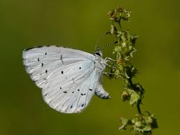 Image result for Celastrina argiolus