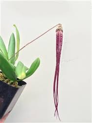 Image result for Bulbophyllum stolzii