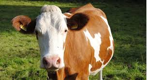 Observation du vêlage d'une vache charolaise au lycée bougainville. Planetoscope Statistiques Consommation De Nourriture Par Une Vache