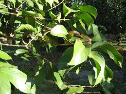 Image result for Syzygium niassense