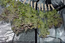 Wie sie rhabarber richtig pflanzen und ab wann sie ihn ernten sollten. Die Cannabis Ernte Trocknung Und Verarbeitung Hanfseite 1