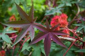 Image result for Ricinus
