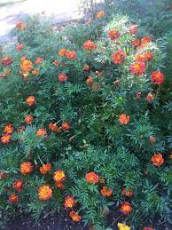 Pin On Gardening
