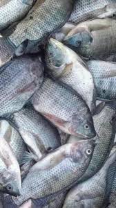 Ikan Tilapia 16 Photos Local Business