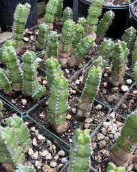 Image result for Euphorbia kilwana