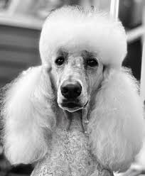 BOW UP FRIDAY FAVORITE BOW PICTURES