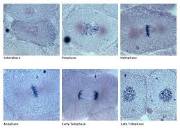 How Do Cells Multiply Ben S Blog