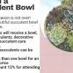 Design a Succulent Bowl event image