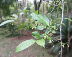 Image result for Rauvolfia mombasiana