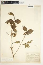 Image result for Strychnos henningsii