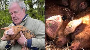 Jeremy Clarkson gives major update on Diddly Squat pigs after devastating  loss