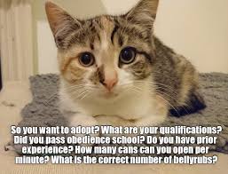 Tough Selection Procedure Tricky Questions Funny Cat Memes Cat Memes Silly Cats