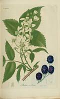 Image result for Rubus kirungensis