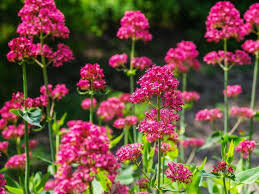 Winterharte blumen sind selten doch finden sich heimische und kultivierte winterpflanzen die sie problemlos im garten oder auf dem balkon im kübel halten können. 15 Winterharte Stauden Dauerbluher Blutenpracht Bis In Den Winter
