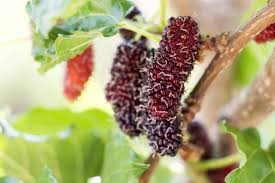 Planting, care, pruning, here is advice on how to grow it for either shade or fruit. How To Grow Mulberries Harvest To Table
