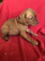 Paw print by kimberlin ferreira rochedo, belgian. Vizsla Puppies For Sale Newton Il 310276 Petzlover