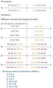 Supernumerary teeth (a condition known as hyperdontia) are those that develop in the mouth in addition to normal teeth, potentially causing problems. Sarjeev S Supernumerary Tooth Notation System A Universally Compatible Add On To The Two Digit System Yadav Ss Sonkurla S Indian J Dent Res