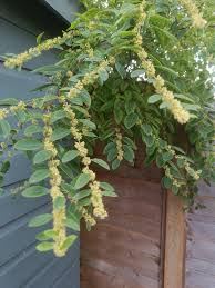 Image result for Flueggea