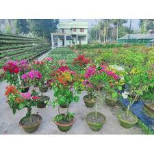 Grafting or graftage is a horticultural technique whereby tissues of plants are joined so as to continue their growth together. Multicolor Grafted Bougainvillea Plants At Rs 3500 Plant Bougainvillea Plant Id 21997671688