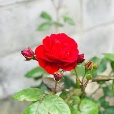 Pada kesempatan kali ini akan berbagi bacaan doa setelah mengerjakan shalat sunah tahajud lengkap beserta artinya. Doa Tahajud Lyrics And Music By Unic To Wan De Guana Arranged By Wan De Guana