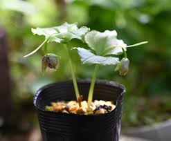 咲季山草軒 - おちゃのこネット