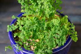 I don't let it dry out but maybe it's a bit too wet or isn't happy with its current location. Maidenhair Fern A Delicate Beauty With Amazing Bounce Back Abilities