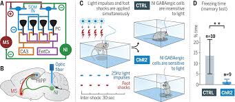 Animal cell that has no nucleus when fully developed. Brainstem Nucleus Incertus Controls Contextual Memory Formation Science