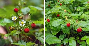 Image result for Wild Strawberry 1990 Tracer