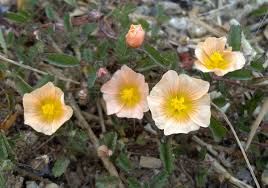 Image result for Sida javensis