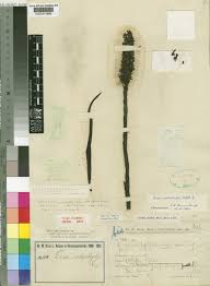 Image result for Disa welwitschii