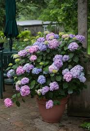 This species is ideal for zones 4 to 8. Growing Hydrangeas In Pots Hydrangeas In Containers